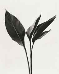 Obraz premium Black and white image of elegant, minimalistic plant leaves with smooth textures and graceful curves against a light backdrop, capturing natural beauty and simplicity.