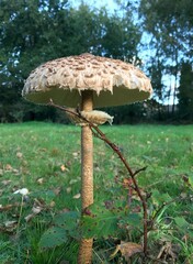 mushrooms in the forest