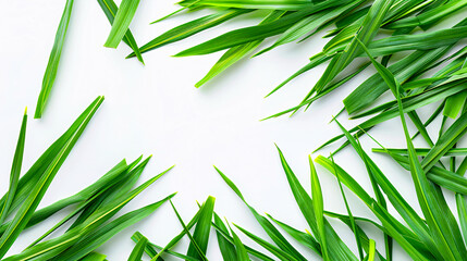 Naklejka premium Fresh spring green West Indian lemon grass isolated on a white background, top view.
