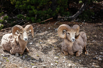 Two rams are laying down in the dirt