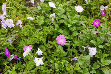 Fototapeta premium Petunia, purple and white Petunias in open ground. Lush blooming colorful common garden petunias in city park. Family name Solanaceae, Scientific name Petunia