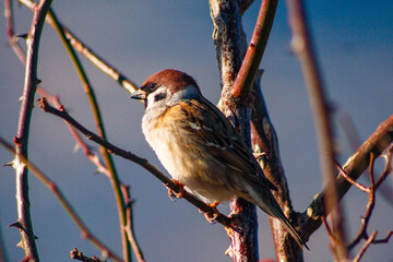 sparrow