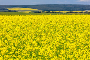 A field of yellow flowers with a blue sky in the background