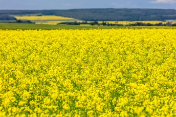  A field of yellow flowers with a blue sky in the background © Scott Prokop