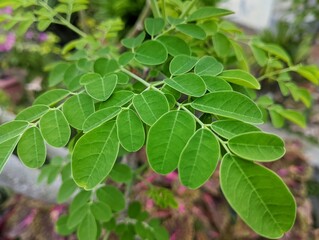 Detailed macro shot of fresh green Moringa leaves, emphasizing their texture, veins, and natural symmetry, ideal for organic and health-related visuals.