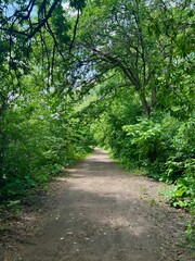 Dirt road in forest on bright sunny day