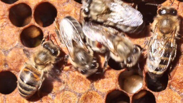 A bee with a varroa mite clinging to its body. 