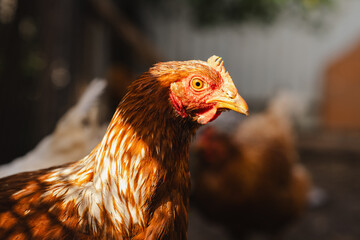 Detailed Portrait of a Brown Hen in a Farmyard Environment During Daylight