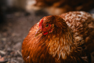 Detailed Portrait of a Brown Hen in a Farmyard Environment During Daylight