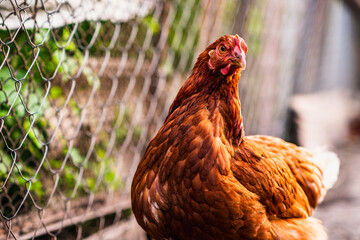 A detailed view of a brown hen in a backyard coop enjoying a sunny afternoon amidst a fenced...