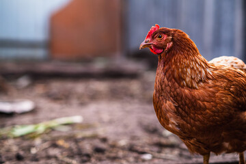 Detailed Portrait of a Brown Hen in a Farmyard Environment During Daylight