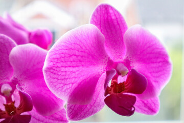 pink orchid flower
