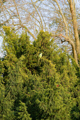 Bright green parakeet perched on a lush tree in Bois de Vincennes during a sunny afternoon in Paris