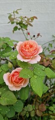 Salmon pink rose with waterdroplets against a white brick wall