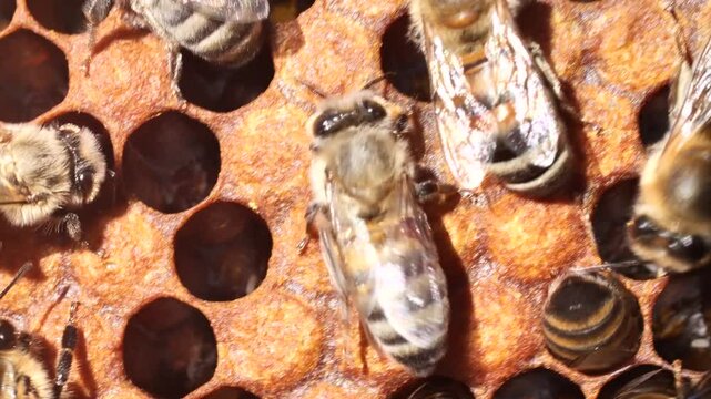A bee with a varroa mite clinging to its body. 