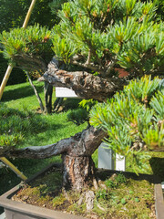 bright and rich greenery and nature