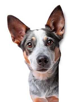 Australian cattle dog peeking around corner isolated on transparent background