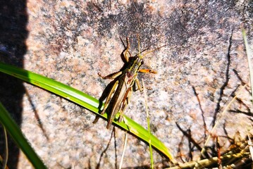 grasshopper on the stone