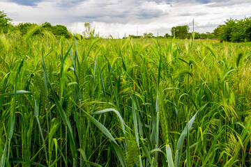 Fototapeta premium Wheat ears in a May cornfield, selective focus, natural blurred stormy background, in Haskovo Province, Southern Bulgaria 