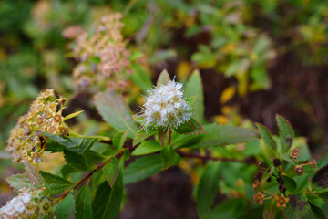 Close-up photo of white False spirea (Sorbaria sorbifolia) flower in bloom