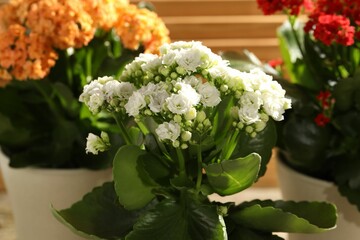 Different beautiful kalanchoe flowers in pots indoors, closeup
