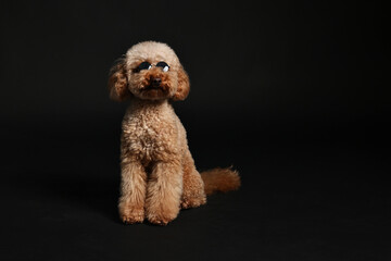 Cute Toy Poodle dog in sunglasses on black background, space for text. Lovely pet