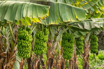 Green tropical banana fruits close-up on banana plantation