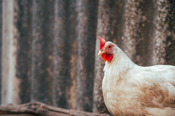 A white hen is perched peacefully against a textured weathered backdrop at a rural farm The setting is serene showcasing a calm moment in nature