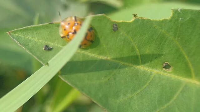 Aspidimorpha miliaris on a grass leaf