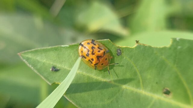 Aspidimorpha miliaris on a grass leaf