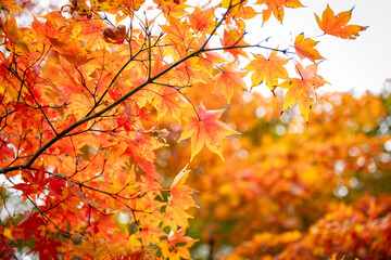 鮮やかな紅葉