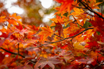 鮮やかな紅葉