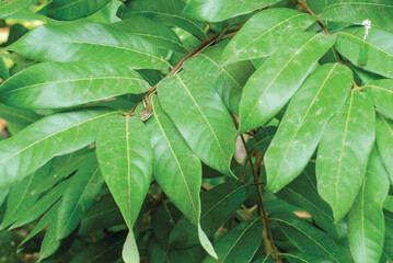 a small snake is creeping on a longan tree