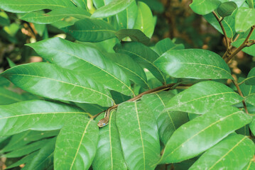 a small snake is creeping on a longan tree