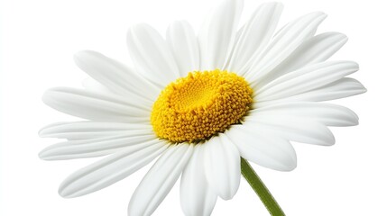 Fototapeta premium Pure White Daisy Flower with Vibrant Yellow Center on a Crisp White Background : Generative AI