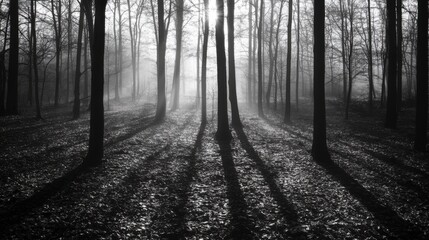 Misty forest with eerie shadows and fog