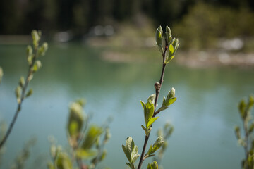 Spring sprouting out on tree branches. Visible beautiful green leaves growing from small branches and foliage.