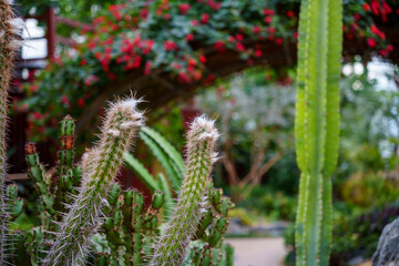 Close-up photo of Cheonguiju cactus (Pilosocereus gounellei) with white fluff.