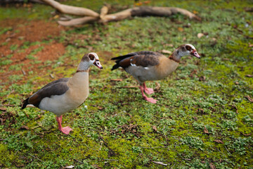 Egyptian Geese