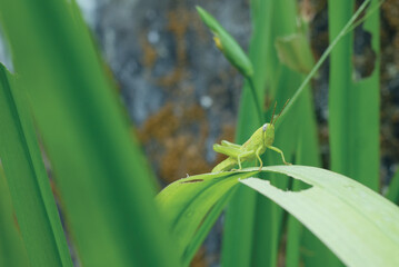 Medium green grasshopper on a leaf