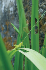 Fototapeta premium Medium green grasshopper on a leaf