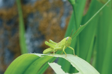 Medium green grasshopper on a leaf