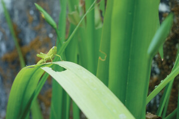 Medium green grasshopper on a leaf