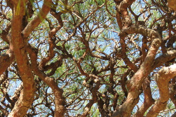 Tree Abstraction Green-1