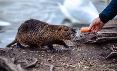 the wild brown otter in the river Vltava in Czech Republic