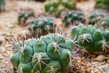 Close-up photo of green Shincheonji cactus (Gymnocalycium saglionis)