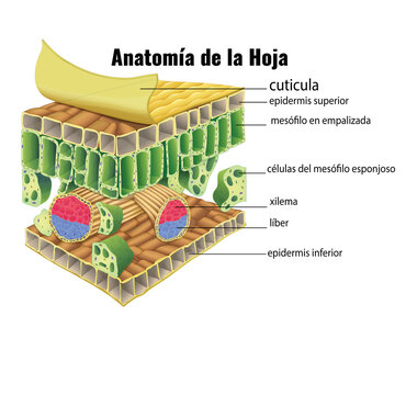 Anatom&iacute;a de la hoja (Leaf Anatomy)