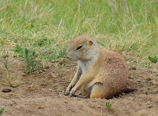 Prairie Dog perched near his burrow on the prairie