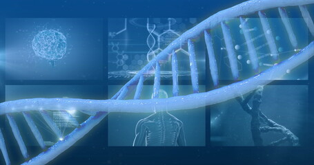 DNA strand and scientific data processing image over brain and human body diagrams