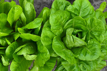 Growth of Romaine or cos lettuce. The concept of organic agriculture.
